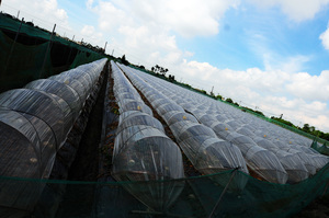 雲林縣崙背鄉─瓜田人生