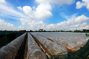 雲林縣崙背鄉─瓜田人生