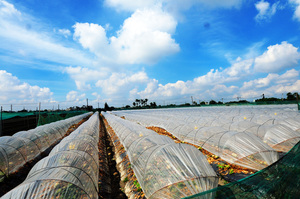 雲林縣崙背鄉─瓜田人生