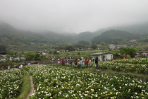 台北市士林區-陽明山竹子湖