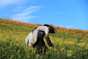花蓮縣富里鄉-六十石山採花工