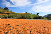 花蓮縣富里鄉-六十石山
