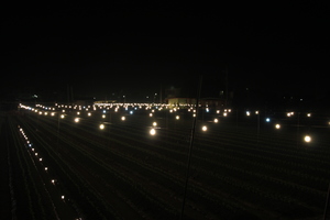 彰化縣田尾鄉-菊花燈