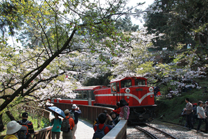 櫻花與火車