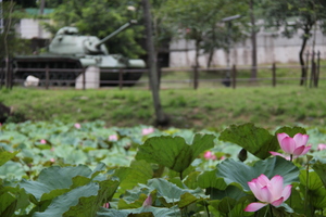 坦克 蓮花 永康公園