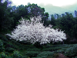 草坪頭李花