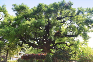 台中市太平區300年老樟樹