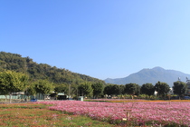 南投縣集集鎮-愚農花田