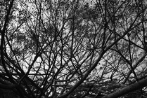 台中市后里區-錯綜複雜