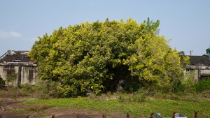 臺南市玉井區--荒廢糖廠的大榕樹