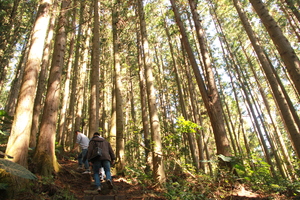苗栗縣泰安鄉－二本松香杉林