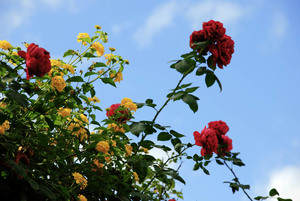 高雄市六龜區-六龜山城休息站