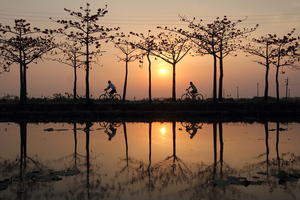 台南市白河區－夕陽下的木棉花道