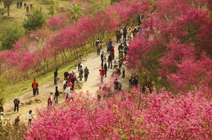 台中市北屯區  大家都知道的櫻花祕境