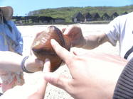 澎湖縣七美鄉-海星