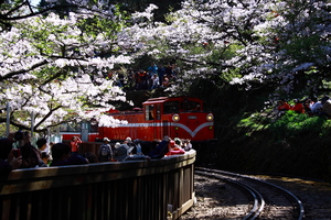 嘉義縣阿里山鄉-春櫻の阿里山火車