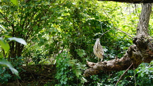 台北市北投區－鳥的氣勢