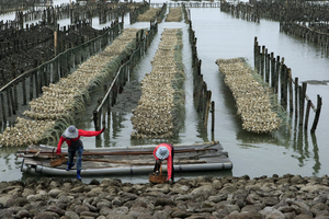 雲林縣台西鄉-收成