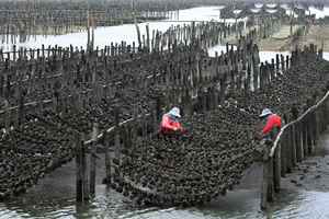 雲林縣台西鄉-蚵女採收