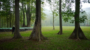 屏東縣泰武鄉－吉貝木棉