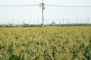 雲林縣東勢鄉－玉米花海