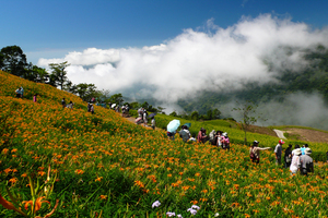 臺東縣太麻里鄉－金針花開的季節