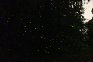 群螢飛舞