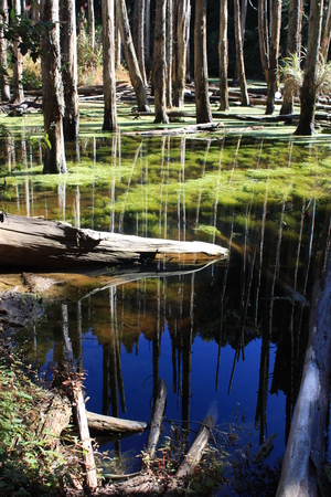 南投縣竹山鎮-忘憂森林‧靜謐的藍
