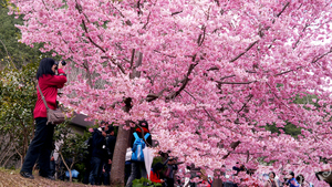 台中市和平區-武陵農場