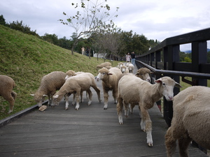 南投縣仁愛鄉-青青草原