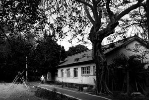 雲林縣虎尾鎮-散步於鳳凰樹下的午後