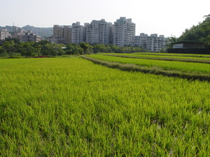 新北市深坑區─稻田