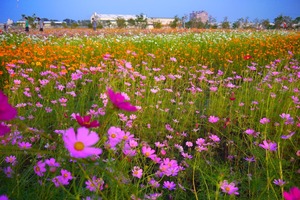 高雄市橋頭區-花田喜事