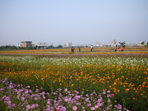 高雄市橋頭區-花海