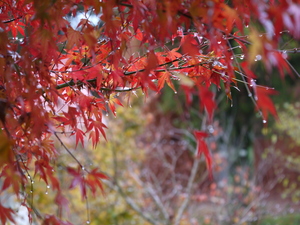 台中市和平區-福壽山楓紅艷