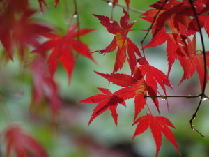 台中市和平區-福壽山楓紅艷