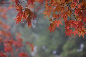 台中市和平區-福壽山楓紅艷