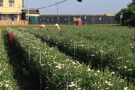 台灣拼圖-彰化縣