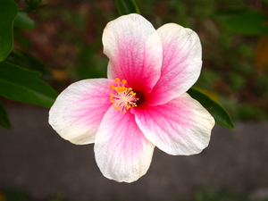 台北市士林區─不起眼的花