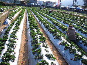 我採 我採 我採採採