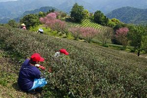 新北市坪林區-茶園春色
