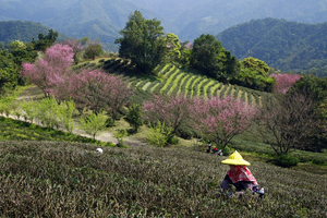 新北市坪林區-茶園春景