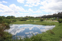 新北市板橋區─大漢溪畔新海橋人工濕地(2)