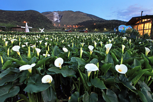 台北市北投區-海芋之美