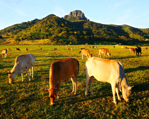 屏東縣恆春鎮-墾丁牧場
