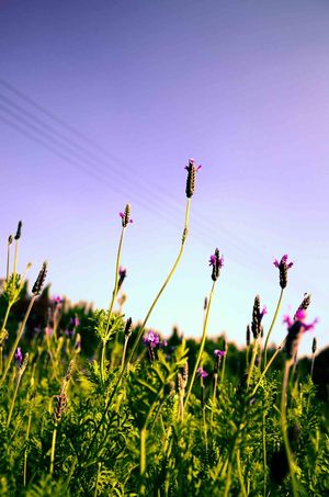 彰化縣田尾鄉 - 蝴蝶害羞瓢蟲陶醉