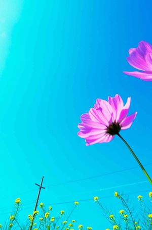 彰化縣田尾鄉 - 蝴蝶害羞瓢蟲陶醉