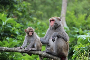 台南市南化區-彌猴群