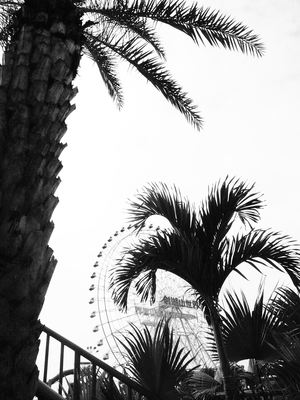 雲林縣古坑鄉-摩天輪