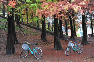 宜蘭縣羅東鎮-羅東運動公園一隅